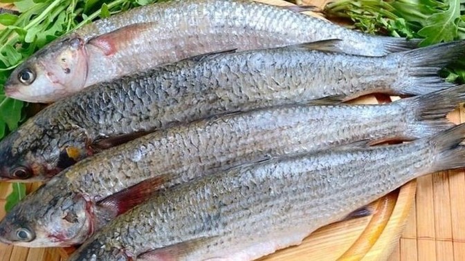 Kefal balığı fırında mı güzel olur tava da mı?