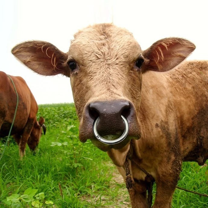Bu tarz piercingler tatlı duruyor mu?
