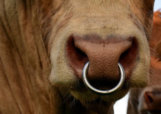 Bu tarz piercingler tatlı duruyor mu?