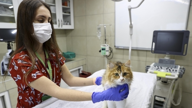 1 Ocak itibariyle kliniklerin çipsiz hayvanlara bakmayacağı söyleniyor. Doğru bulmayan tek ben miyim?