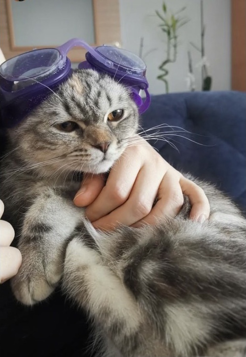 Kedisi olan var mı ay bunlar çok tatlıı 😻?