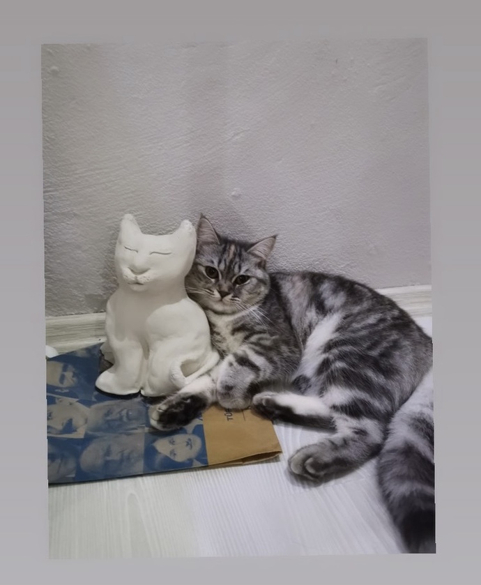 Kedisi olan var mı ay bunlar çok tatlıı 😻?