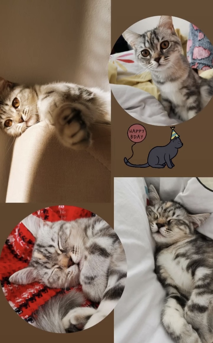 Kedisi olan var mı ay bunlar çok tatlıı 😻?