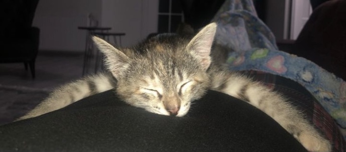 Kedisi olan var mı ay bunlar çok tatlıı 😻?