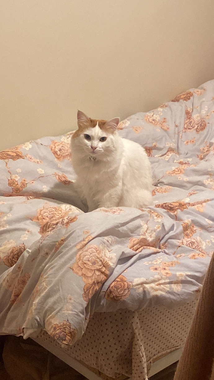 Kedisi olan var mı ay bunlar çok tatlıı 😻?