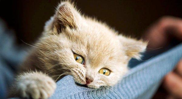 Kedisi olan var mı ay bunlar çok tatlıı 😻?
