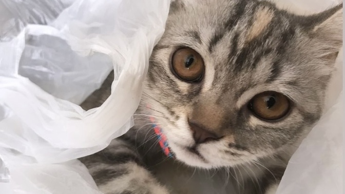 Kedisi olan var mı ay bunlar çok tatlıı 😻?
