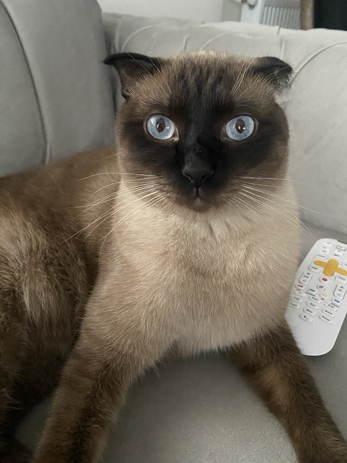 Hangi marka kedi maması kullanıyorsunuz?