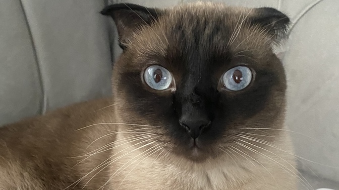 Hangi marka kedi maması kullanıyorsunuz?