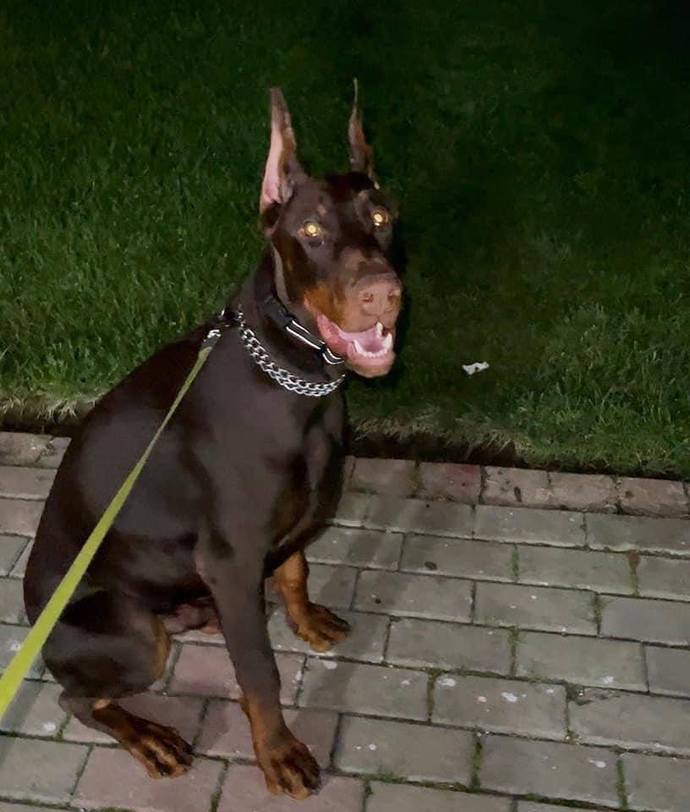 Evi geldiğinde böyle bulsan ne yaparsın?