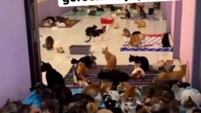 Evi geldiğinde böyle bulsan ne yaparsın?