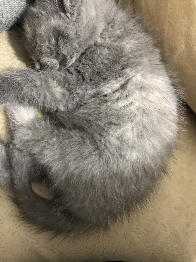 Kedim hapşırıyor veterinere götürmem gerekiyor mu?
