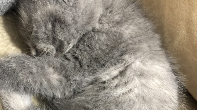 Kedim hapşırıyor veterinere götürmem gerekiyor mu?