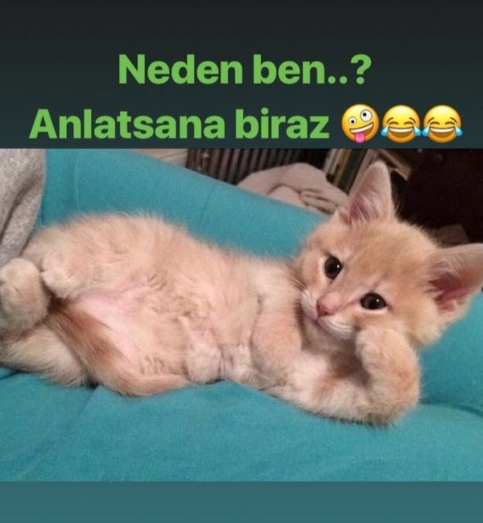 Seni seviyorum cümlesine nasıl karşılık verirsiniz?