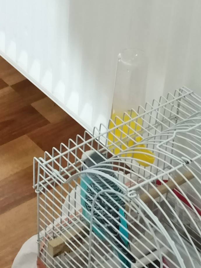 Evden çıkarken arkanızdan bakan evcil dostunuz var mı?