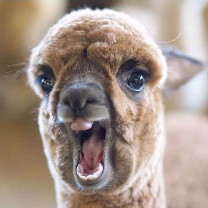 Hiç lama yaptırdınız mı?
