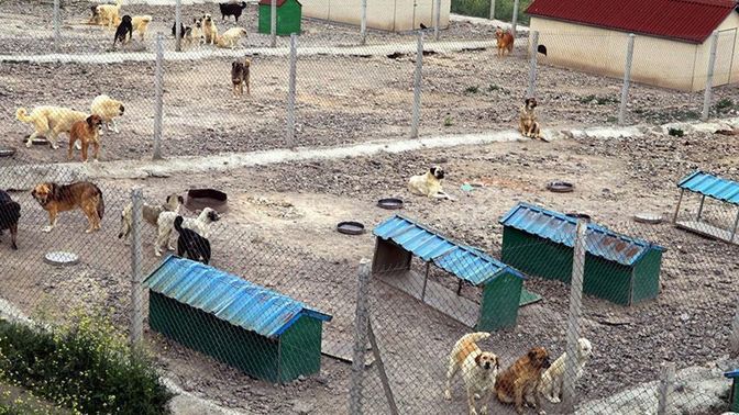 Konya'da kürekle köpeği öldüren 2 kişi tahliye olmuş, ne düşünüyorsunuz?