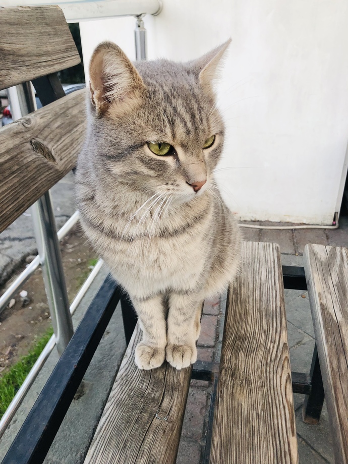Kızmış😾