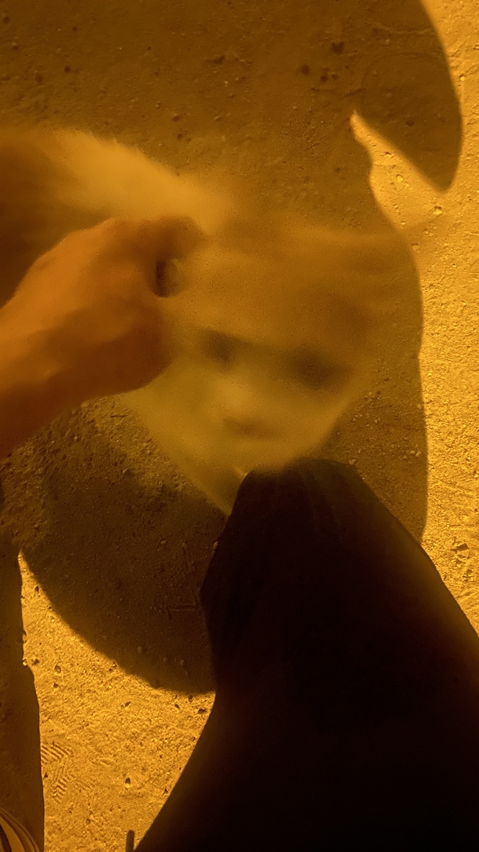 Sokakta kedi gördüğünüzde sever misiniz yoksa uzak mı durursunuz?