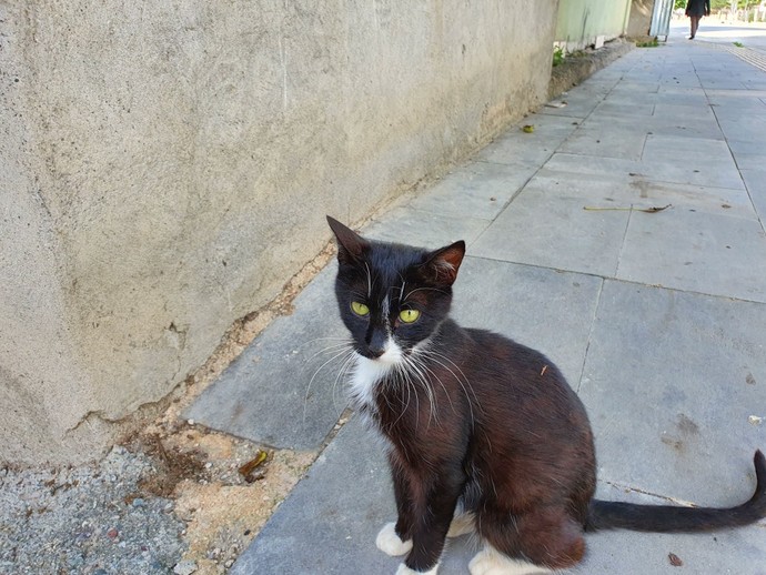 Sokakta kedi gördüğünüzde sever misiniz yoksa uzak mı durursunuz?