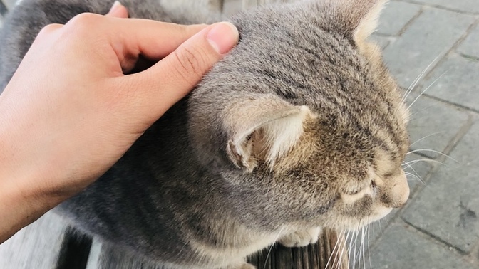 Sokakta kedi gördüğünüzde sever misiniz yoksa uzak mı durursunuz?