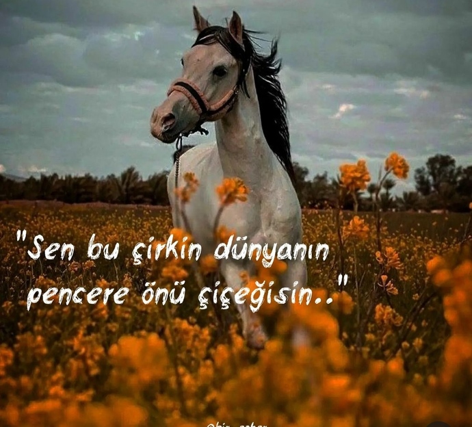 Kendinizi bir çiçeğe benzetecek olsanız hangi çiçek olurdunuz?