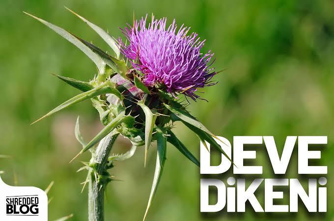 Kendinizi bir çiçeğe benzetecek olsanız hangi çiçek olurdunuz?