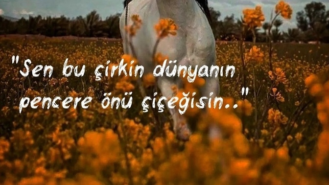 Kendinizi bir çiçeğe benzetecek olsanız hangi çiçek olurdunuz?