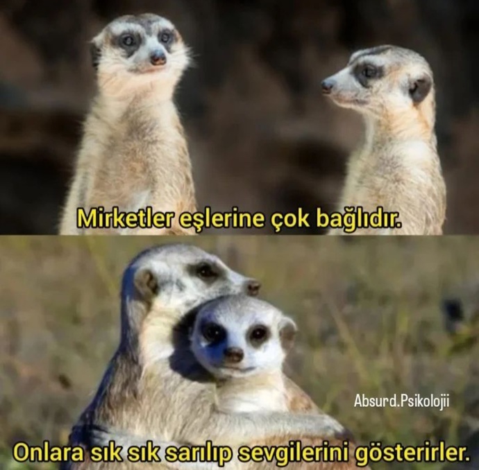 Severken mirket gibi seven, anlayışlı, yakışıklı ve esprili bir erkek doğmuş mudur sence?