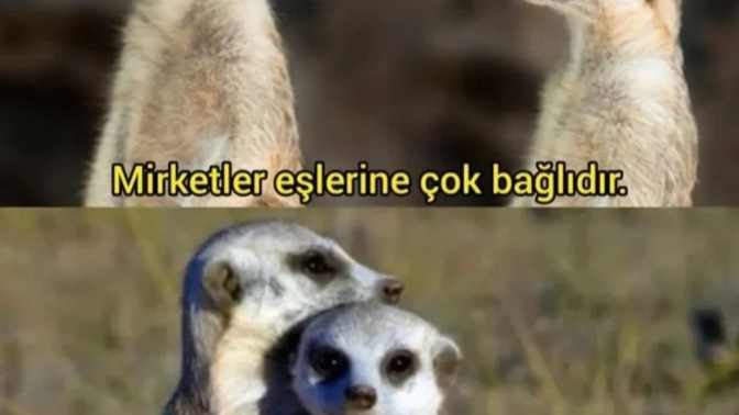 Severken mirket gibi seven, anlayışlı, yakışıklı ve esprili bir erkek doğmuş mudur sence?