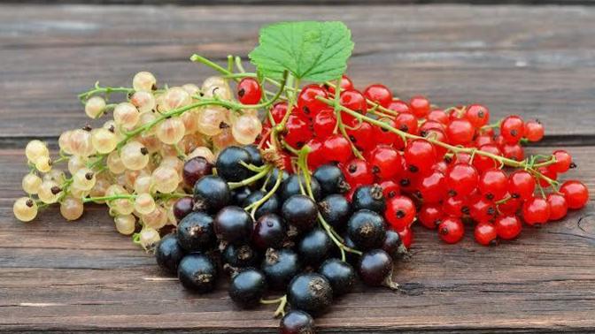 Avrupada yaşayıp frenk üzümü yiyen var mı tadı neye benziyor?