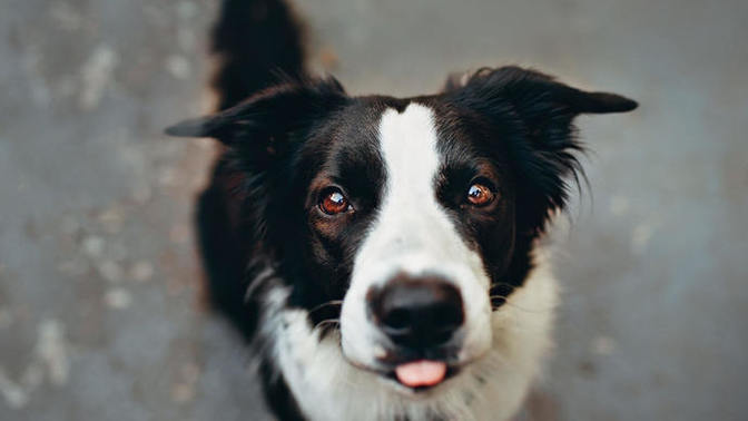 Siyah beyaz köpeğime ne isim koysam sizce?