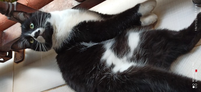 Evde kedi beslemek ister misiniz?