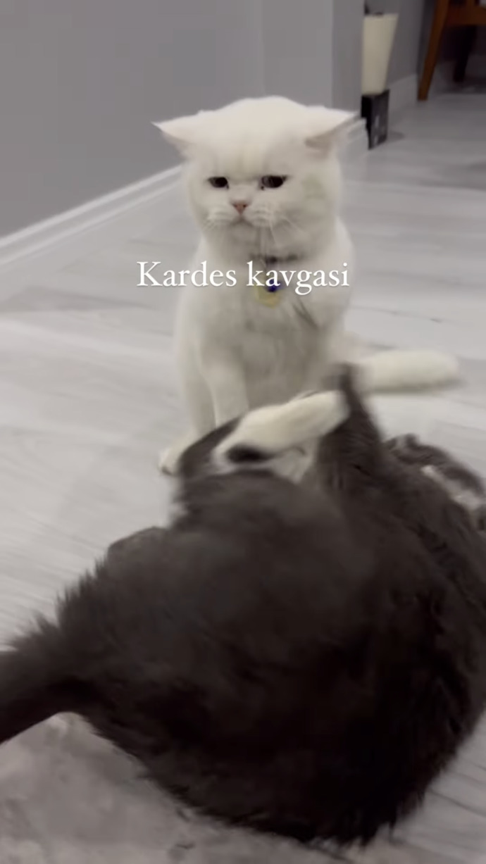Bu kedinin cinsini bilen var mı?