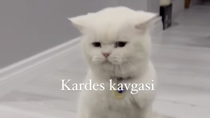 Bu kedinin cinsini bilen var mı?