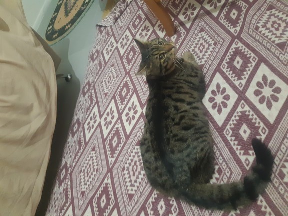 Kedim 4 aylık, kilosu normal mi?