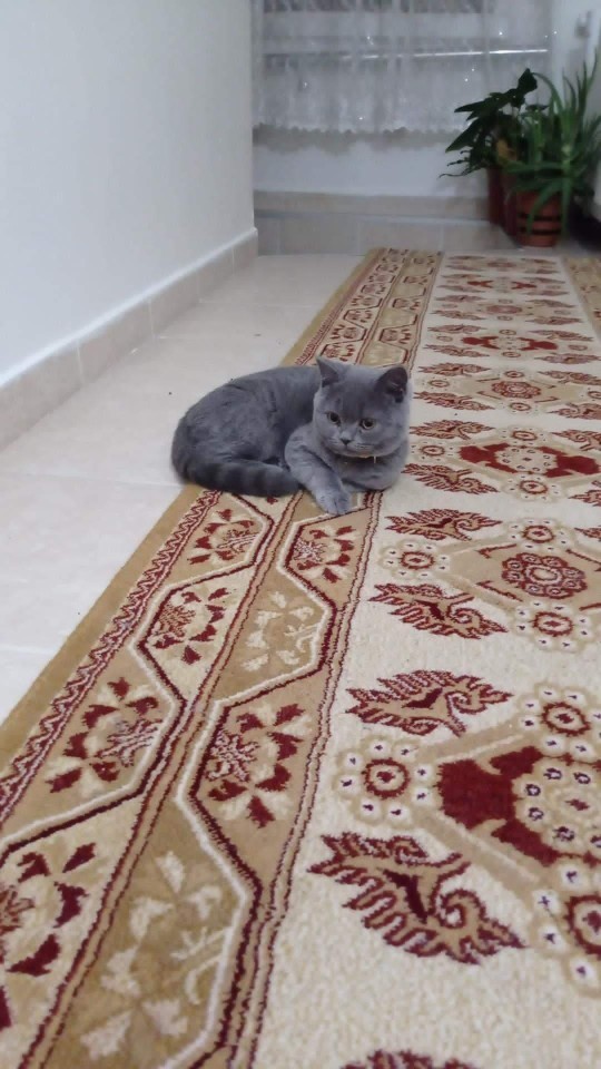 Cinsiyeti erkek bu kedinin ismini ne koyalım?