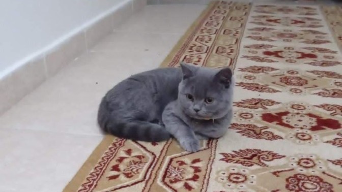 Cinsiyeti erkek bu kedinin ismini ne koyalım?