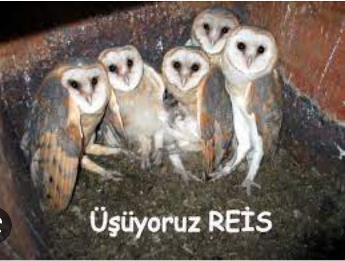Burada hava soğuk, sizin orası nasıl?