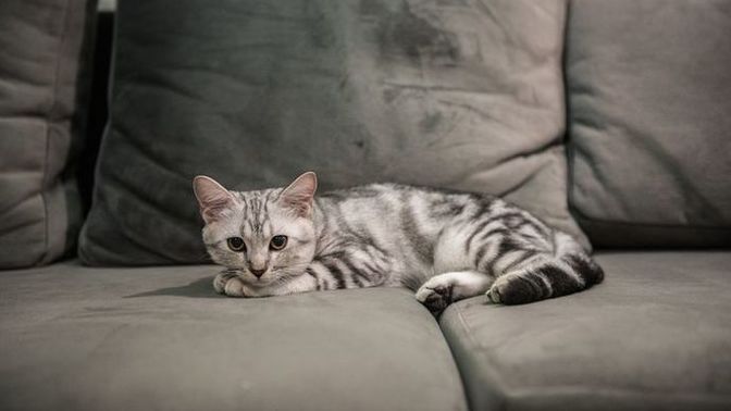 Kısırlaştırılmış kedi maması kısır olmayan kediye verilir mi?