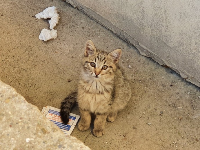 Hangi hayvanı evinizde beslemek isterdiniz?