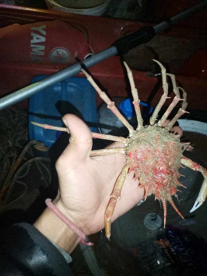 Örümcek yengeç yedin mi?