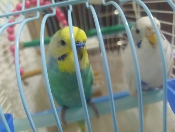 Üç kuşum var iki kız bir erkek bir erkek bir kız aynı kafeste bir kız farklı üç gündür çift olanlar aşırı kavga edip tüy döktüler?
