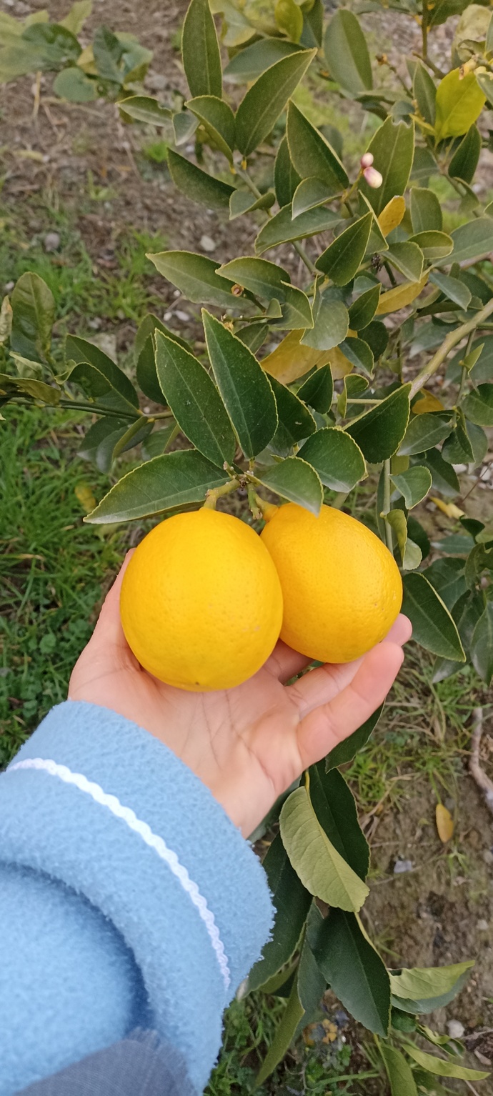 Limon severmiyiz her öğünde tuketirmiyiz?