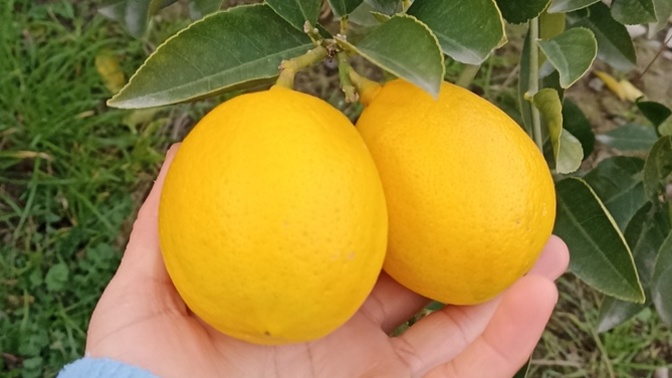 Limon severmiyiz her öğünde tuketirmiyiz?