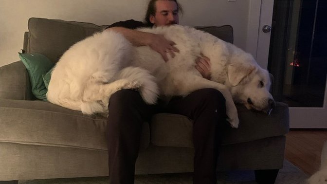 Evinde kedisi ve köpeği olmayanlar ne yapıyorlar acaba?