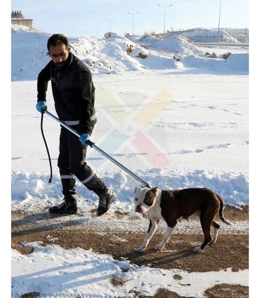 Sokak hayvanları toplatılmalı mı?