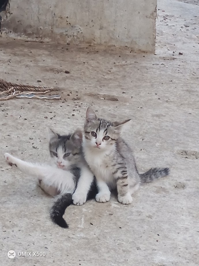 Hayvanlarla aranız nasıl iyi anlaşabiliyor musunuz?
