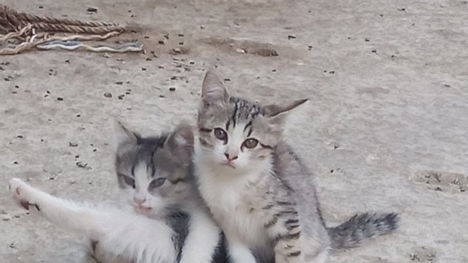 Hayvanlarla aranız nasıl iyi anlaşabiliyor musunuz?