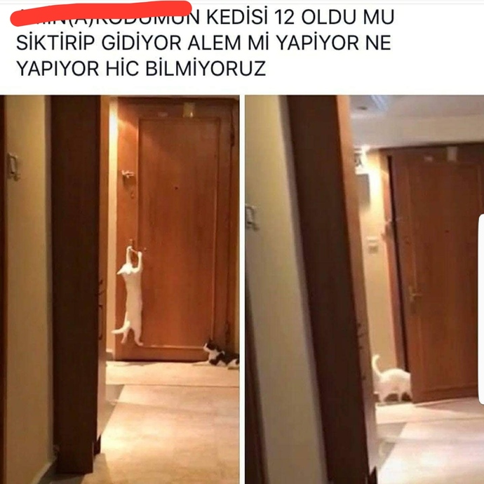 Kedilerin bize uzaylılar tarafından yollanmış birer ajan olduğuna inanıyor musunuz?